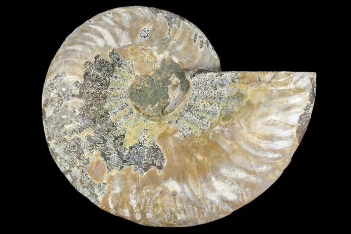 Agatized Ammonite Fossil (Half) - Madagascar #88268